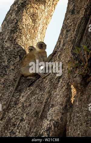 Vervet monkey (Chlorocebus pygerythrus) e infantili nella struttura ad albero Foto Stock