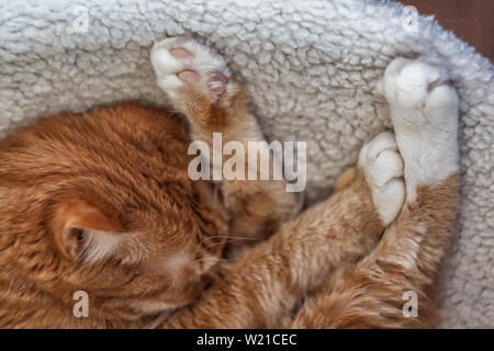 Bellissimo gatto rosso dormendo, close-up. Concetto. un sano sonno riposante e vita. Foto Stock