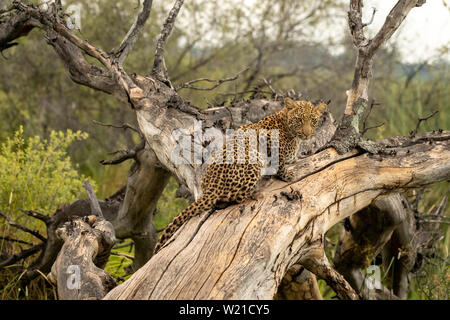 Femmina, leopard Selonyana's cub, riposo e rampicante in Vumbera Okavango Delta Botswana Foto Stock