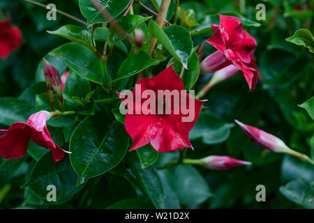 Mandevilla bush. Dipladenia rosso sul verde sfondo naturale. Fiore rosso di close-up. Motivo floreale. Fiori di stagione. Vista botanico, botanica. Foto Stock