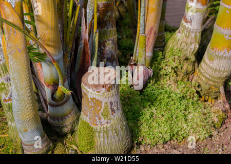 Il moncone di noci di arec palm vicino, Butterfly palm (chrysalidocarpus lutescens wendl). Foto Stock