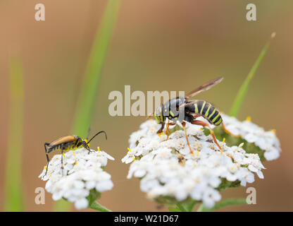 Wasp mimare hoverfly Foto Stock