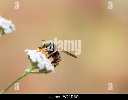 Wasp mimare hoverfly Foto Stock