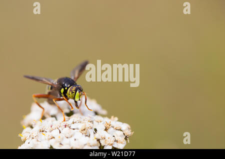 Wasp mimare hoverfly Foto Stock