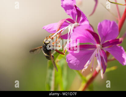 Wasp mimare hoverfly Foto Stock