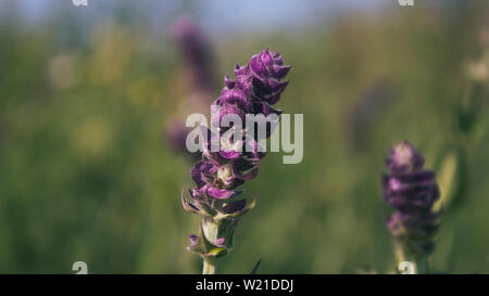 Salvia pratensis. Meadow clary . Prato salvia. Impianto di miele. La natura dello sfondo. Foto Stock