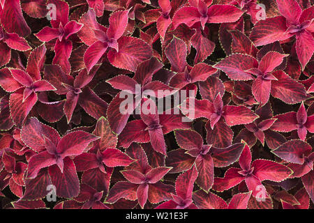 Rosso brillante foglie della pianta perenne coleus, plectranthus scutellarioides. Decorativo in velluto rosso coleus fairway piante. Sfondo di foglie rosse. Foto Stock