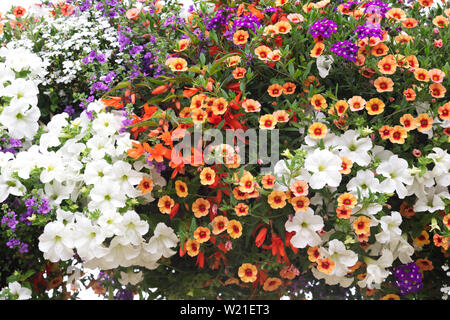 Coloratissimi cesti pendenti a sfera giardini Colegrave Open Day. Foto Stock