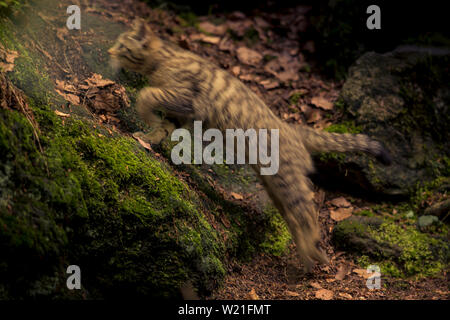 Il gatto selvatico (Felis silvestris) jumping nella foresta. Moto foto sfocata atletico di salto di Predator. Foto Stock