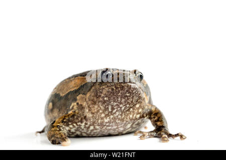 Bullfrog (Kaloula pulchra) isolato su sfondo bianco. Foto Stock