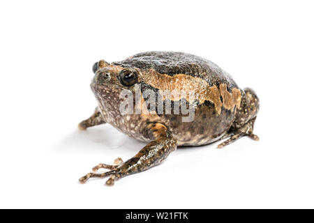 Bullfrog (Kaloula pulchra) isolato su sfondo bianco. Foto Stock