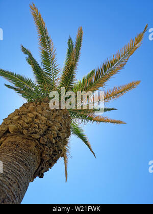Palm tree come un dispensatore di ombra nella parte anteriore della soleggiata cielo blu, girato da sotto Foto Stock