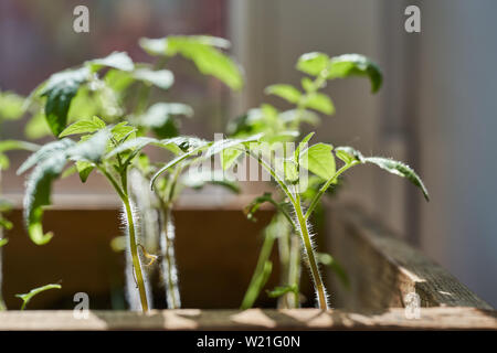 Piantine dei giovani i pomodori in scatola. Foto Stock