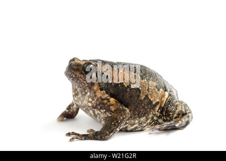 Bullfrog (Kaloula pulchra) isolato su sfondo bianco. Foto Stock