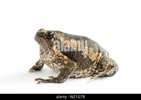 Bullfrog (Kaloula pulchra) isolato su sfondo bianco. Foto Stock
