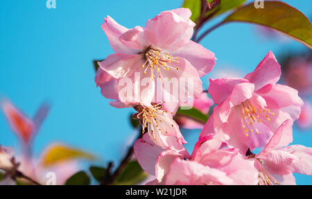Close-up shot di primavera di pesco in fiore, cielo blu sullo sfondo. Foto Stock