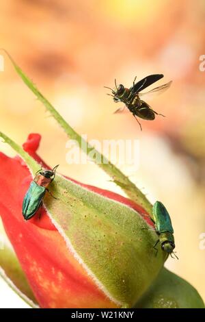 Anthaxia nitidula (Anthaxia nitidula) in volo su un rosebud, Germania Foto Stock