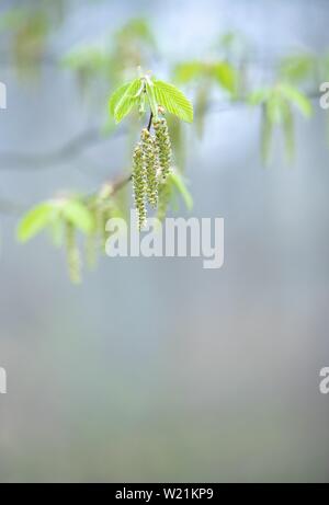 Carpino europeo (Carpinus betulus), delicato foglie verdi e infiorescenze in primavera, immagine simbolica di fioritura precoce allergia, Sassonia-Anhalt Foto Stock