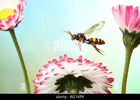 Lathbury Il Nomad (Nomada lathburiana) in volo sul fiore del Comune (daisychens Bellis perennis), Germania Foto Stock