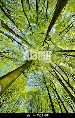 Sunny foresta di faggio in primavera, rana vista prospettica nel treetops fresco verde, Stubnitz, parco nazionale Jasmund, isola di Rügen Foto Stock