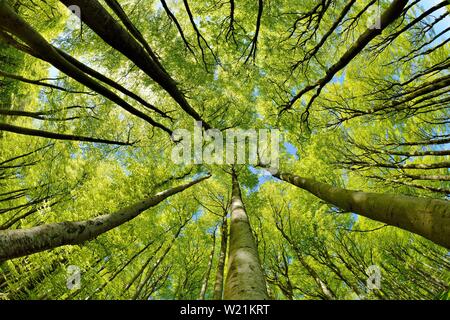 Soleggiata naturale del bosco di faggio in primavera, vista sulle cime degli alberi, fresco verde, Stubnitz, parco nazionale Jasmund, isola di Rügen, Meclemburgo Foto Stock