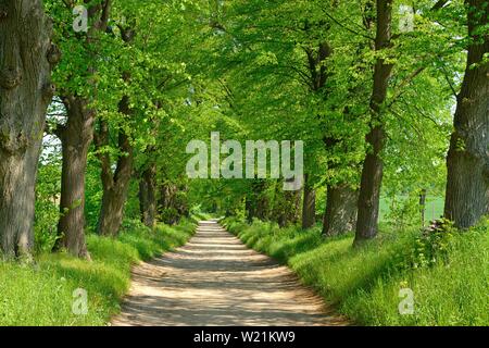 Strada sterrata attraverso linden avenue in primavera, riserva della biosfera Schorfheide-Chorin, Brandeburgo, Germania Foto Stock