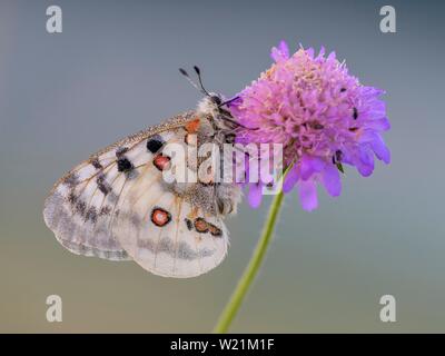 Apollo (Parnassius apollo), sul campo (scabious Knautia arvense), area della Biosfera Svevo, Baden-Württemberg, Germania Foto Stock