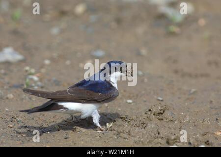 Maison Martin (Delichon urbicum), la raccolta di argilla per la nidificazione, Renania settentrionale-Vestfalia, Germania Foto Stock