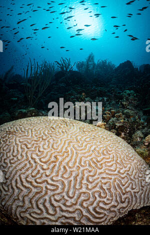 Brain coral (diplora strigosa) sulla barriera corallina in Bonaire, Antille olandesi Foto Stock