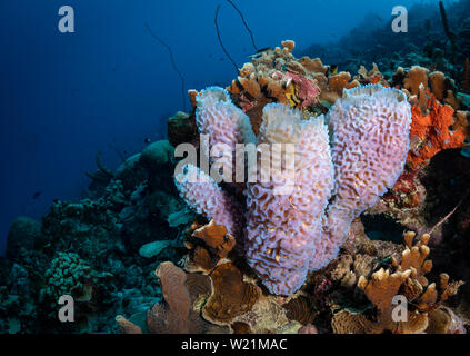 Vaso azzurro spugna (Callyspongia plicifera) sulla barriera corallina presso la scogliera sito di immersione, Bonaire, Antille olandesi Foto Stock