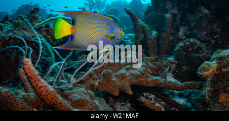 I brillanti colori del blu di una Regina Angelfish (Holacanthus ciliaris) sulla scogliera sito di immersione, Bonaire, Antille olandesi Foto Stock