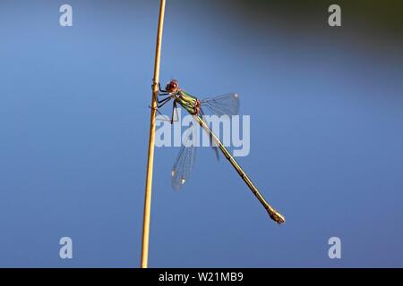 Willow Emerald Damselfly (Chalcolestes viridis), femmina seduta sul gambo reed, Schleswig-Holstein, Germania Foto Stock