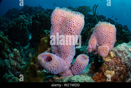 Vaso azzurro spugna (Callyspongia plicifera) sulla barriera corallina a Webber la gioia del sito di immersione, Bonaire, Antille olandesi Foto Stock