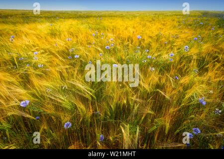 Cornflowers (Centaurea cyanus) nel campo di grano, Baden-Württemberg, Germania Foto Stock