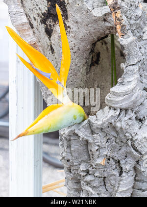 Composizione floreale di un fiore giallo becco di pappagallo, in un tappo di sughero tronco di quercia Foto Stock