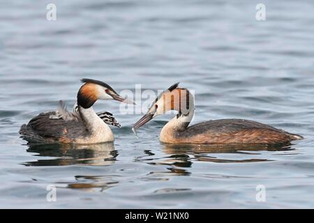 Svasso maggiore (Podiceps cristatus), uccello adulto alimenta chick in seduta del piumaggio con pesce, Zugersee, Svizzera Foto Stock