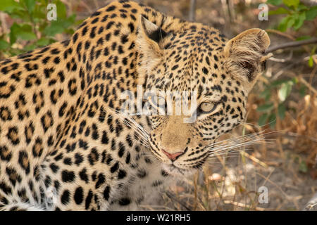 Giovani femmine leopard la caccia e la cattura di un nastrare mongoose Mungos mungo Mombo in Botswana Foto Stock