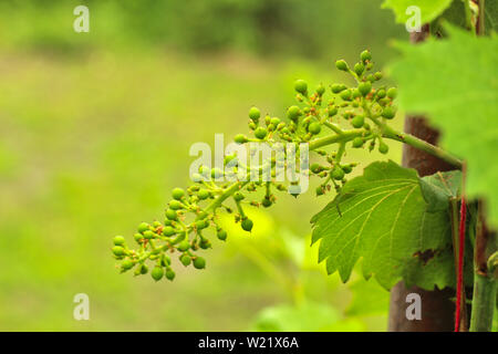 Acerbi uva sulla vite. Ramo di giovani delle uve sulla natura. Produzione di uva in vigna. Vino in crescita per la vendita. Giovani uva sulla vite. Foto Stock