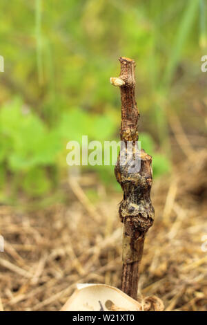 Macro di uva germoglio nel suolo su sfondo di erba al giorno d'estate e di sole Foto Stock