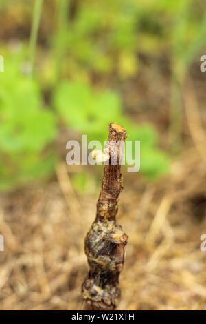 Macro di uva germoglio nel suolo su sfondo di erba al giorno d'estate e di sole Foto Stock