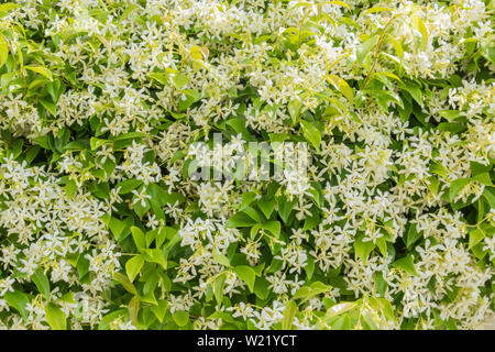 Risorse grafiche, bianco e lo sfondo di colore verde, gelsomino siepe in fiore, profumo impianto per profumeria Foto Stock