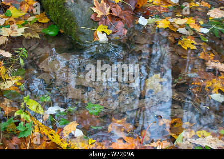 La molla batte fuori della terra nei boschi. In autunno di latifoglie foresta con molla coperto con foglie di giallo di aceri, querce e tigli Foto Stock