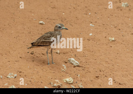 Un macchiato di spessore del ginocchio (Burhinus capensis) sorge e si guarda intorno nel deserto di sabbia. Originaria del Sud Africa, Etiopia, Kenya, Tanzania e altro Foto Stock