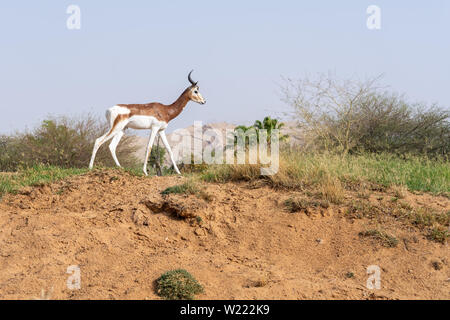 Un criticamente endagered sahara Africa residenti, la Dama o Mhorr gazzella a Al Ain Zoo (Nanger dama mhorr) camminare al fianco di rocce ed erba. Foto Stock