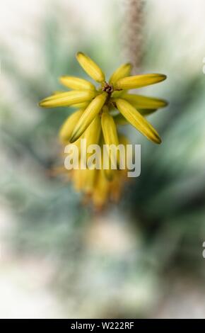 Extreme close up di innumerevoli rosa stami di un fiore giallo. Solo pochi nel fuoco, resto intenzionalmente sfocate. La fotografia macro, il fuoco selettivo bo Foto Stock