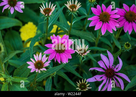 Un gruppo di coneflowers che fiorisce in un centro di aiuola Foto Stock