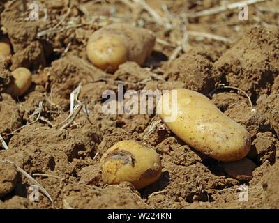 Alcune patate su un fresco raccolti sul campo il suolo Foto Stock