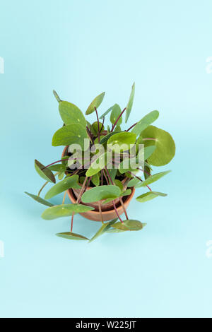 Un Pilea peperomioides, noto anche come una moneta cinese impianto, isolata su uno sfondo color turchese. Atmosfera estiva. Colore minima ancora vita fotografia Foto Stock