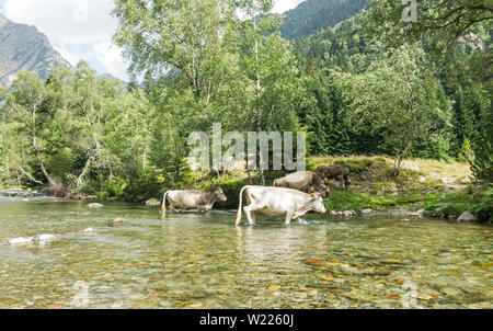 Mandria di mucche al pascolo in Pla de Boavi; nella provincia di Lleida, dei Pirenei catalani. La Catalogna, Spagna, Europa. Foto Stock