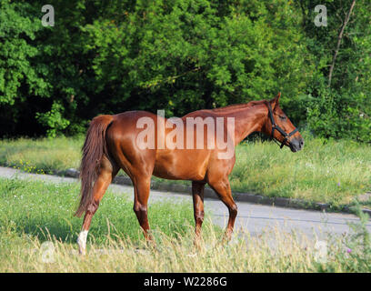 Dressage cavallo sportivo ritratto in esterni Foto Stock